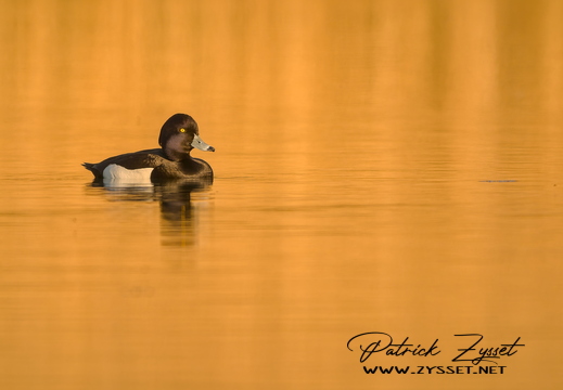 DSC00329-20260409-DxO_DeepPRIME XD3