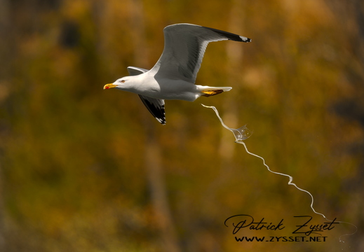 DSC09037-20260409-DxO_DeepPRIME XD3_03