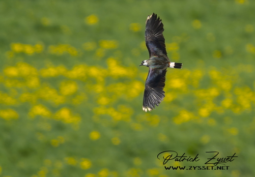 DSC01752-20260411-DxO_DeepPRIME XD3