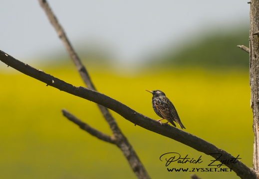 DSC01885-20260411-DxO_DeepPRIME XD3