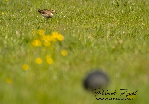 DSC02156-20260411-DxO_DeepPRIME XD3