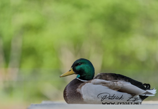 _DSC6927-20260417-DxO_DeepPRIME XD3