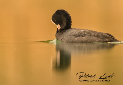 DSC01097-20260410-DxO_DeepPRIME XD3