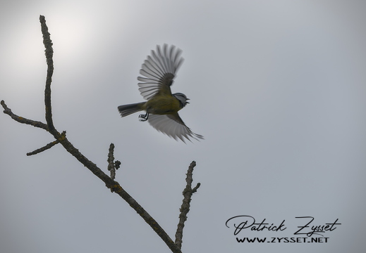 DSC01143-20260410-DxO_DeepPRIME XD3