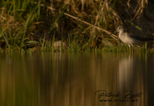 DSC09930-20260409-DxO_DeepPRIME XD3