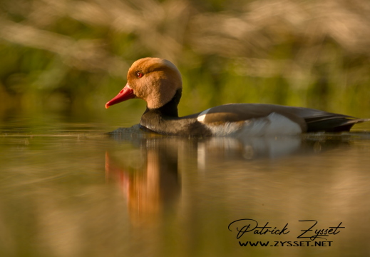 DSC09573-20260409-DxO_DeepPRIME XD3