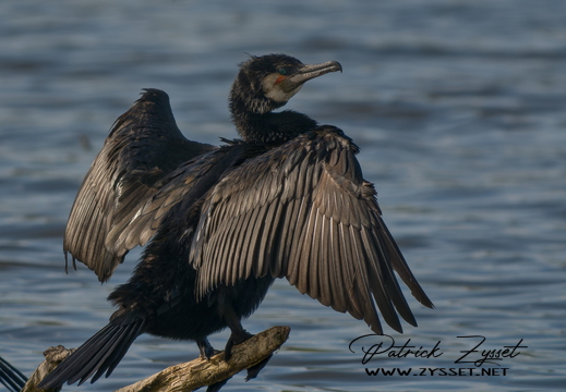 DSC03816-20260419-DxO_DeepPRIME XD3