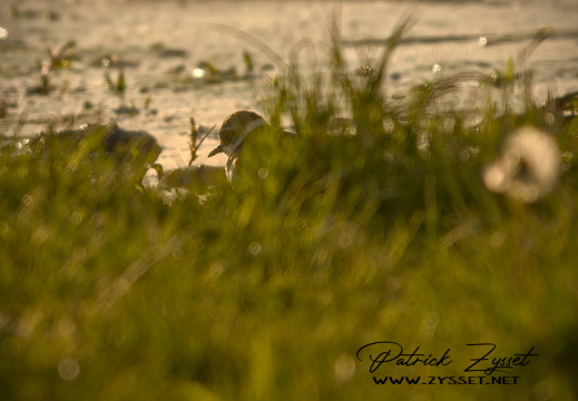 DSC05960-20260419-DxO_DeepPRIME XD3