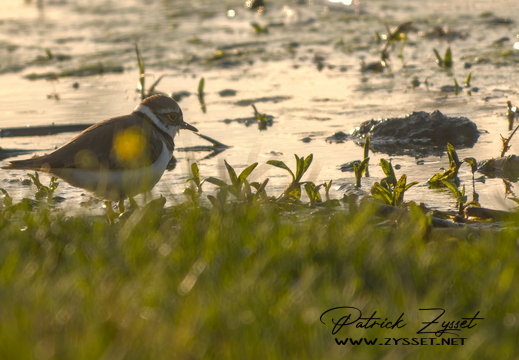 DSC06146-20260419-DxO_DeepPRIME XD3