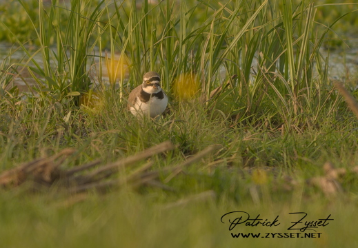 DSC06587-20260419-DxO_DeepPRIME XD3