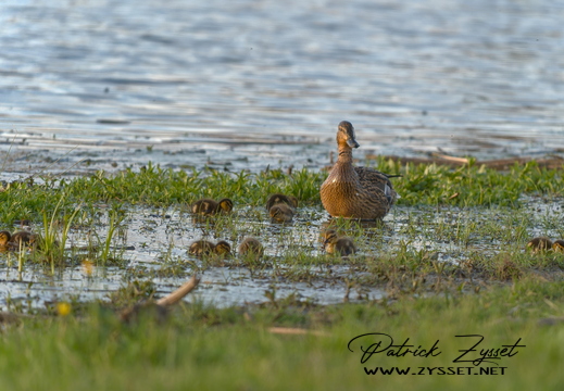 DSC07341-20260419-DxO_DeepPRIME XD3