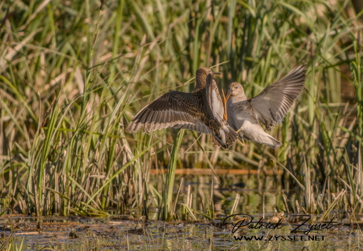 DSC00317-20260426-DxO_DeepPRIME XD3