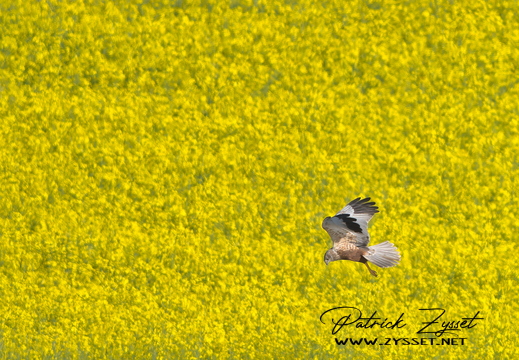 DSC00431-20260426-DxO_DeepPRIME XD3