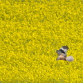 DSC00431-20260426-DxO_DeepPRIME XD3