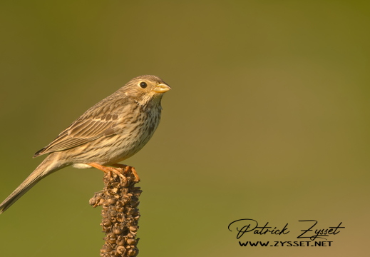 DSC00505-20260426-DxO_DeepPRIME XD3