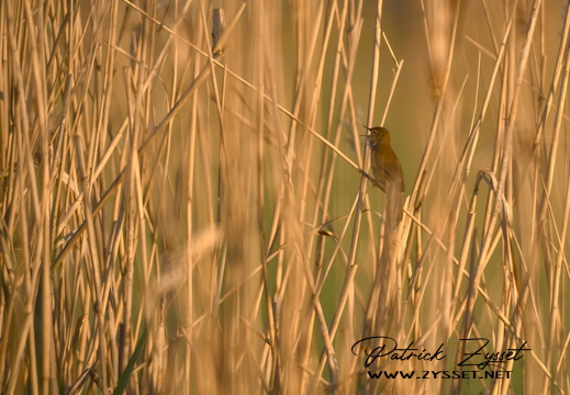 DSC08888-20260426-DxO_DeepPRIME XD3