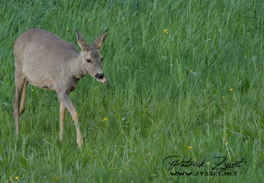 DSC00137-20260426-DxO_DeepPRIME XD3