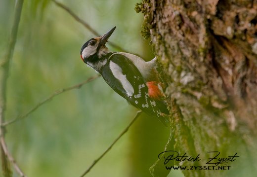 DSC01309-DxO_DeepPRIME 3
