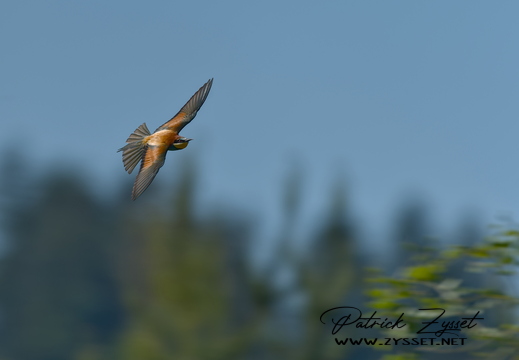 DSC03821-DxO_DeepPRIME 3