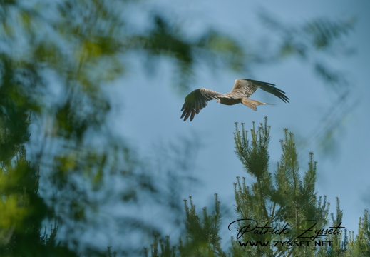 DSC02857-DxO_DeepPRIME 3