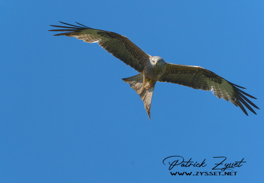 DSC03303-DxO_DeepPRIME 3