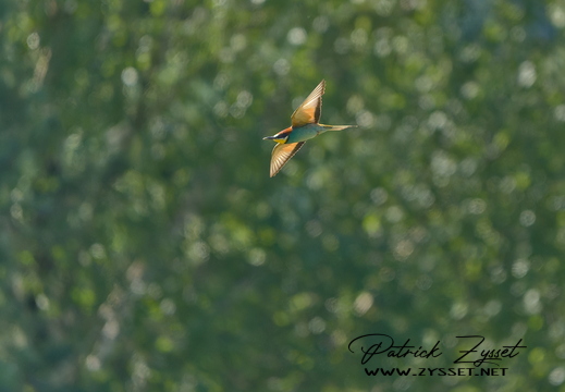 DSC04217-DxO_DeepPRIME 3